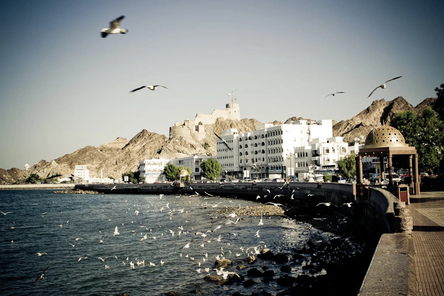 Oman specialty coffee